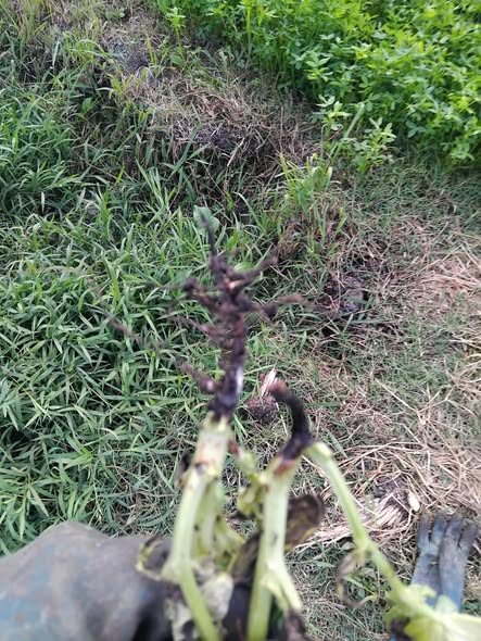 السلام عليكم  محتاج علاج للفول